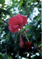 flower.jpg (24344 bytes)